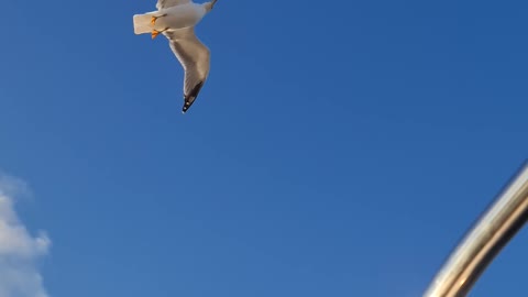 a-flock-of-seagulls-flying
