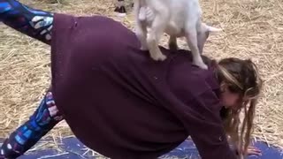 Goat Yoga Will Melt Your Heart!