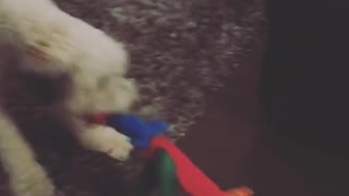 tan dog plays tug of war with little girl and ends up dragging her