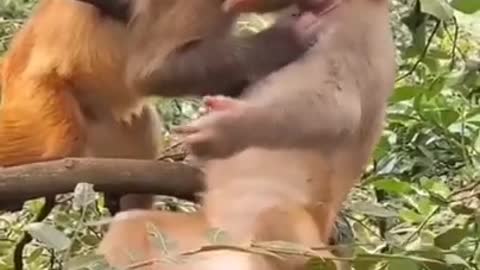 Funny Animal!! Baby Monkey Luna Jealous Brother Kissing And Hugging Mom