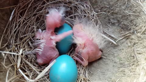 Newly Hatched Baby Birds