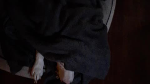 Doggie in a blanket