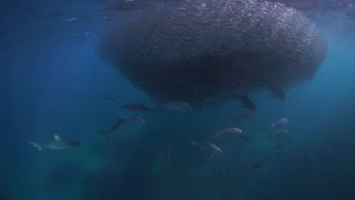 Sharks Feeding on Ball of Baitfish