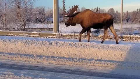 Moose Walking Through City Streets
