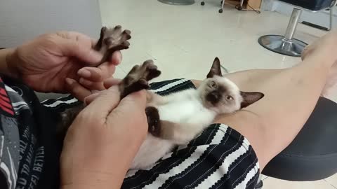 Cat Doesn't Know How To React To Foot Massage