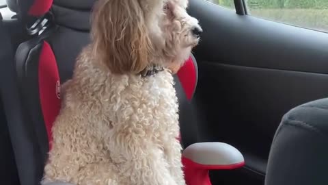 Puppy sit in a car. puppy is guessing fun with car
