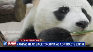 Pandas Head Back To China As Contracts Expire