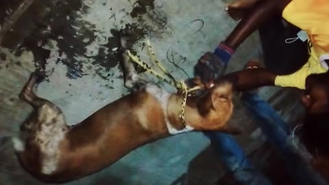 Good Samaritans Save Dog From Sewer Drain