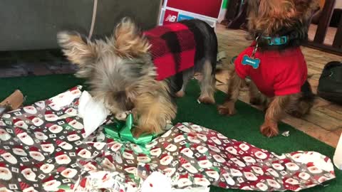 Lily the yorkies first Christmas