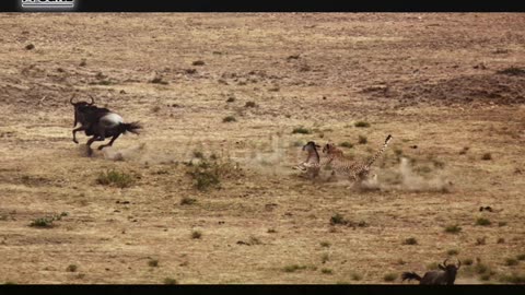 Cheetah chases wildebeast - the hunt