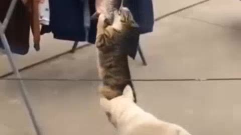 A funny cat stealing a big fish is amazing