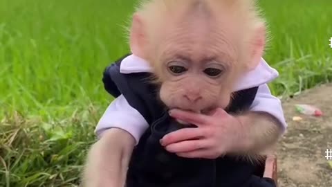 Cute Monkey baby video