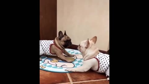 Funniest pets Fighting each other try not to Laugh adorable and Funniest video