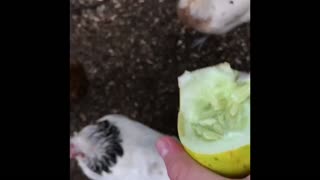 The Hens Love there Cucumbers!