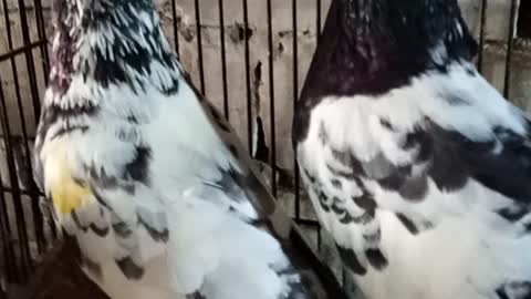 Tady pigeons video of pigeons