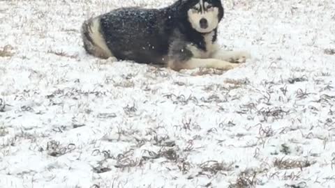 Rare snowfall in Mississippi has husky extremely happy