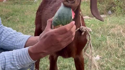 Beautiful goat, amazing goat7