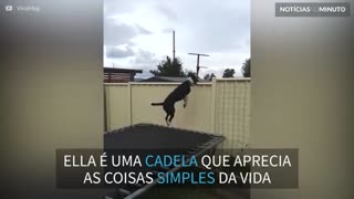 Cadela acrobata salta em trampolim durante horas