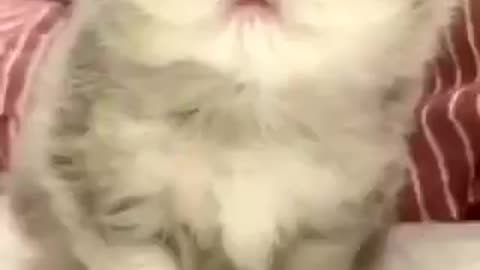 Cute cat 🐈 trending video pet video