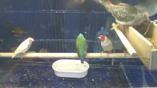 Lots of cute birds in the pet store, which one is most prettier... [Nature & Animals]