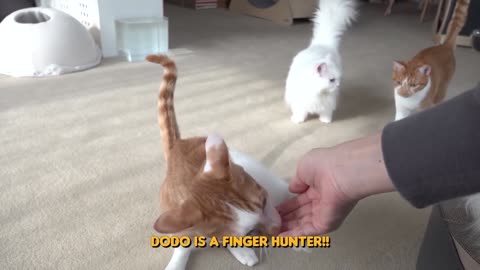 Gatos VS Laser 😂 - Funny Cats Life