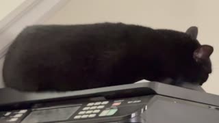 Adopting a Cat from a Shelter Vlog - Cute Precious Piper is a Printer Paperweight