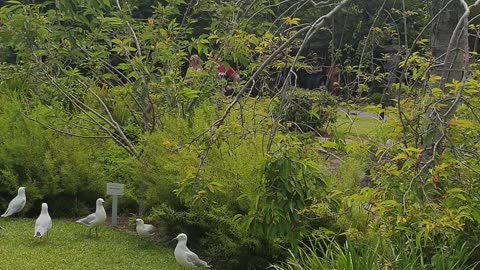 Japanese garden at the Melbourne zoo