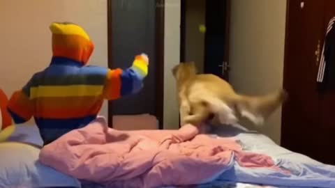 Cute Funny Dog Video