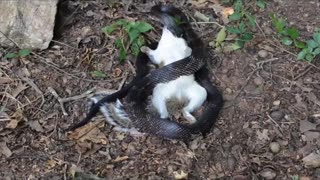 Black Rat Snake Eating a Squirrel