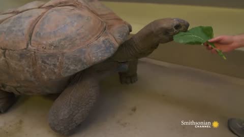 "Savoring Every Bite in Slow Motion 🍃🐢" Do tortoise like being touched ?