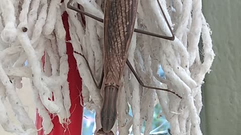 A Huge Praying Mantis Hanging Out