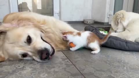 Kitten plays with Golden Retrievers