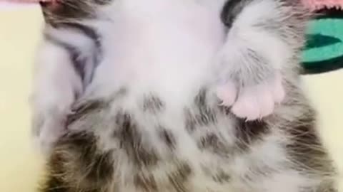 Mamma Cat’s unconditional love for her baby