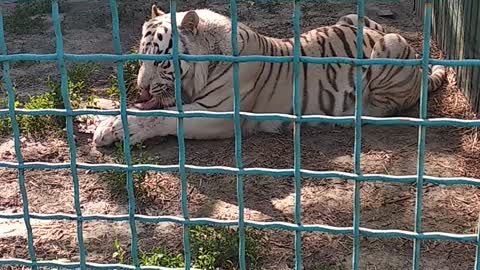 Beautiful bengal tiger eats its prey