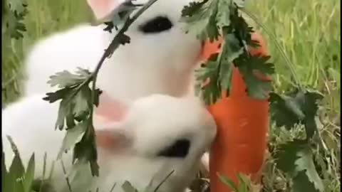 Two little bunnies just chilling & eating carrot