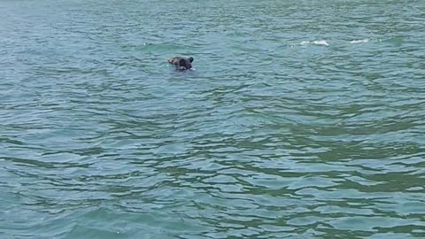 Bear Goes For A Dip In The Lake