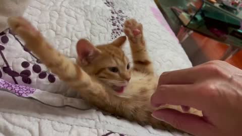 Sleepy Kitten Gets Paw Massage