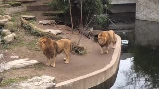 Lion Fail