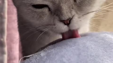 Show you what's on the kitten's tongue?