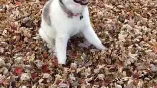 Curious puppy watches the leaves falling from the trees