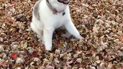 Curious puppy watches the leaves falling from the trees