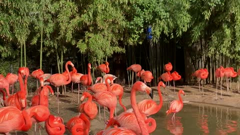 Flamingos are having a happy day