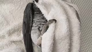 African Grey Parrot Laying On His Back While Cuddle With Towel