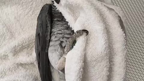 African Grey Parrot Laying On His Back While Cuddle With Towel