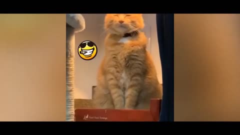 TRY NOT TO LAUGH!! 😆 Funny Animal Video December 2020!