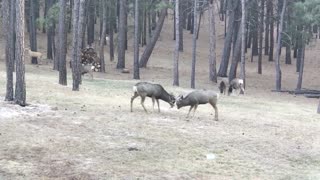 Sparring deer
