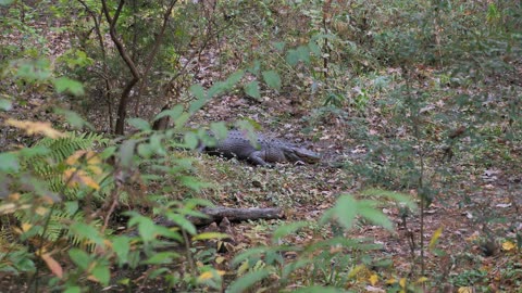 A giant Crocodile in the jungle