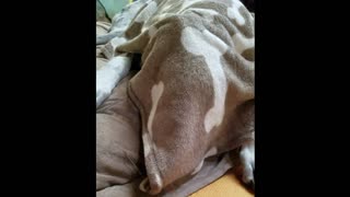 Dog howls under dog bone blanket