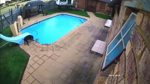 Flagrant! Dog falls into a pool and what happens is unbelievable.