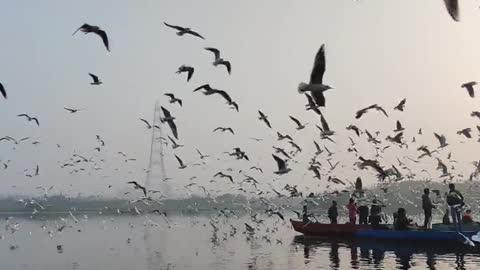 A Flock Of Seagulls Flying Over A Body Of Waten 🕊️bird